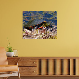 Poster Tortue peinte (Chrysemys picta) 3