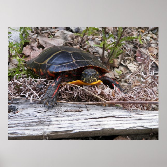 Poster Tortue peinte en toile sur terre (Devant)