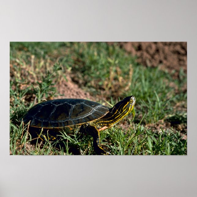 Poster Tortue peinte occidentale (Devant)