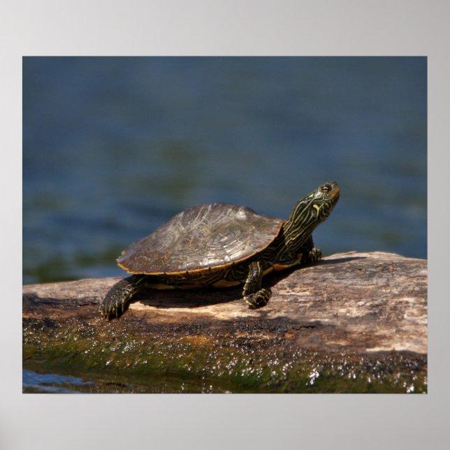 Poster Tortue peinte sur un bûcher (Devant)