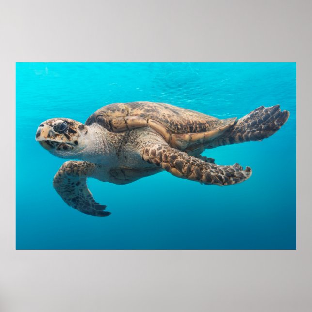 Poster Tortue photo Océan Bleu (Devant)