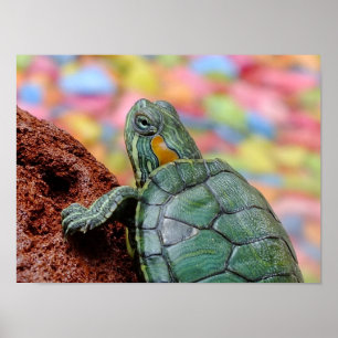 Poster Tortue rouge