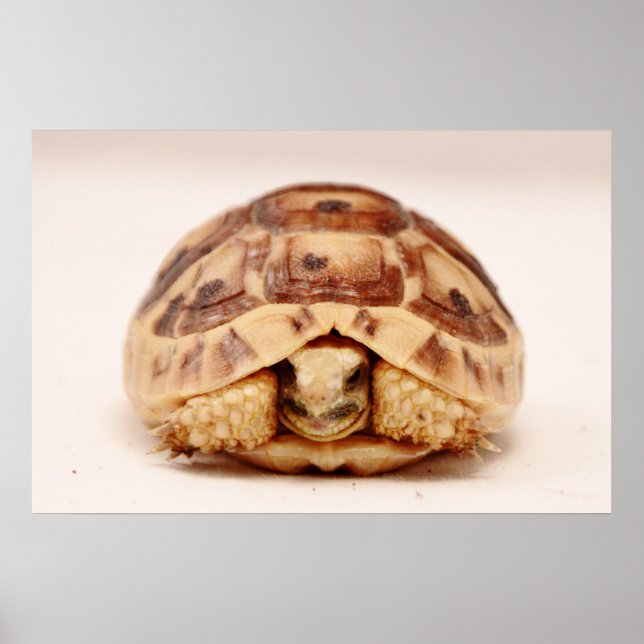 Poster Tortue se cachant en coque (Devant)