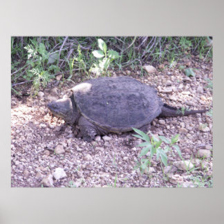 Poster Tortue serpent du Kansas
