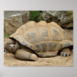 Poster Tortue souriante