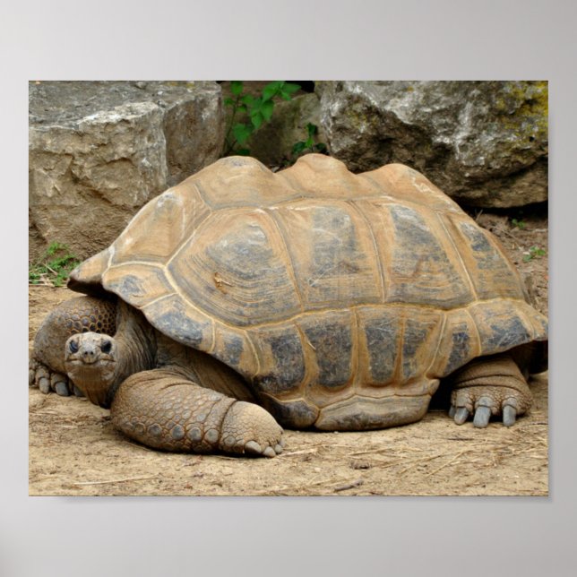 Poster Tortue souriante (Devant)