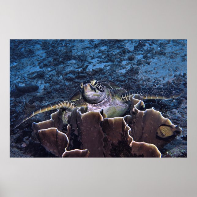 Poster Tortue sur le corail (Devant)