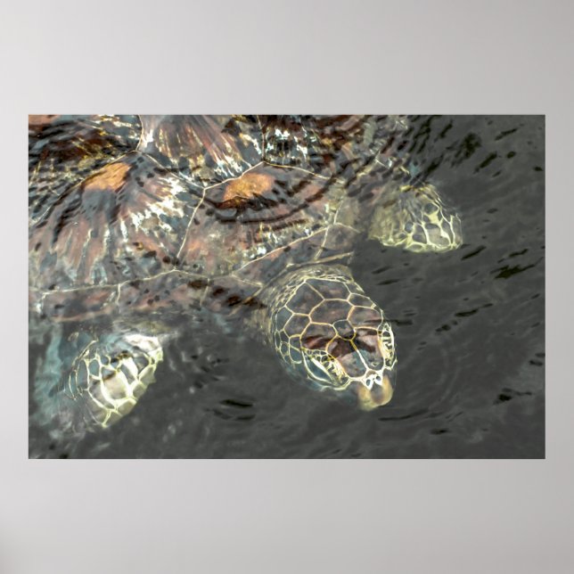 Poster Tortue verte (Devant)