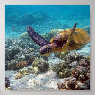 Poster Tortue verte