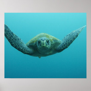 Poster Tortue verte (Chelonia mydas agassisi), Centre