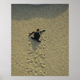 Poster Tortue verte, (Chelonia mydas), nouveau-né