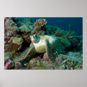 Poster Tortue verte de mer après s'être reposée parmi le 