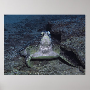 Poster Tortue verte Gili
