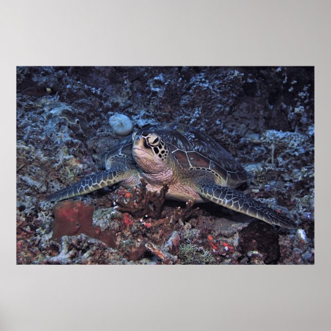 Poster Tortue verte Gili (Devant)