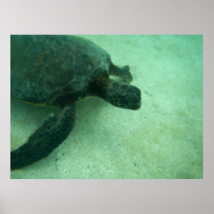 Poster Tortue verte hawaïenne