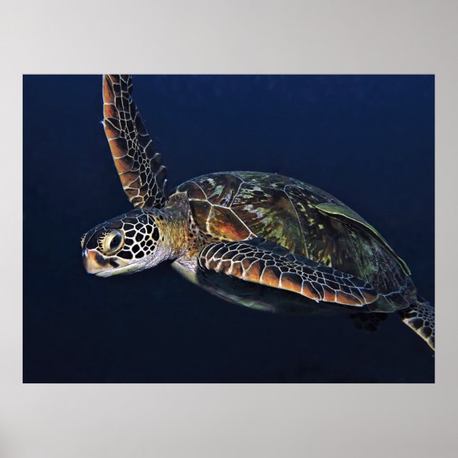 Poster Tortue verte juvénile (Devant)