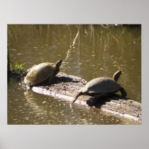 Poster Tortues