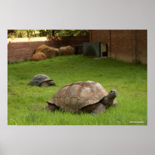 Poster Tortues aldabra en herbe