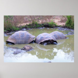 Poster Tortues dans la boue