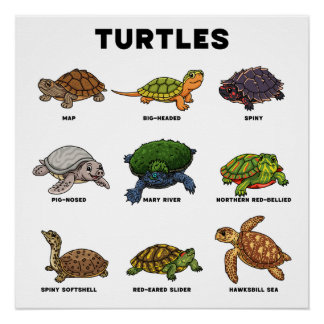 Poster Tortues de dessin animé mignonnes du monde
