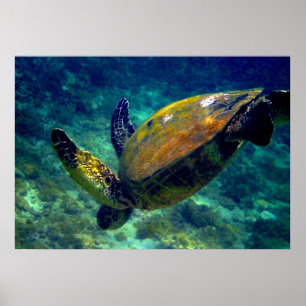 Poster Tortues de mer vertes