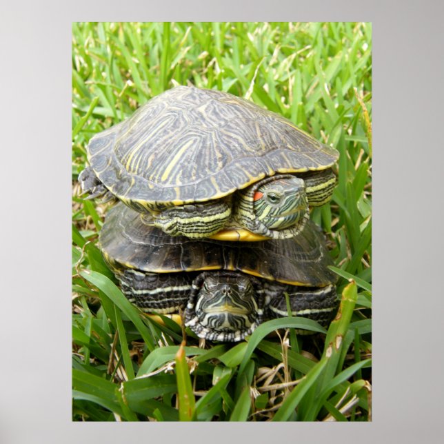 Poster Tortues de pont double (Devant)