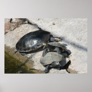 Poster Tortues glissantes dans une photo de rangée