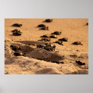 Poster Tortues marines