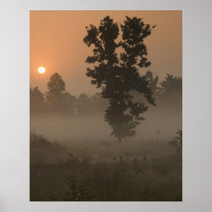 Poster Tôt le matin, lever le soleil et brouillard terres