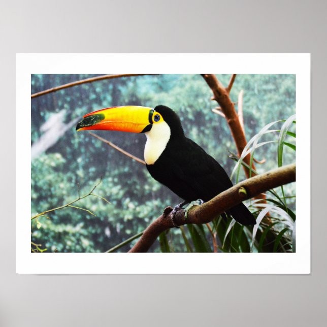 Poster Toucan (Devant)