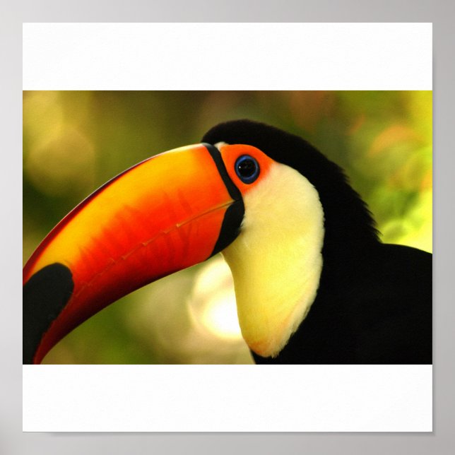 Poster toucan (Devant)