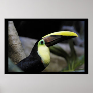 Poster Toucan