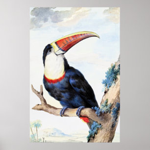 Poster Toucan à bec rouge,
