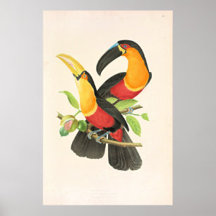 Poster Toucan à poitrine rouge