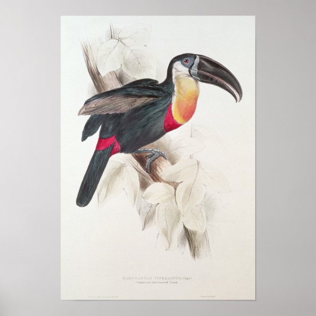 Poster Toucan au soufre et à la poitrine blanche, XIXe si (Devant)