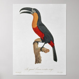 Poster Toucan : Grande ceinture rouge de Jacques Barraban