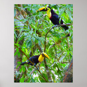 Poster Toucans