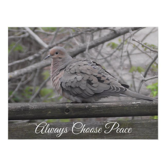 Poster Toujours choisir la paix | Photo de colombe (Devant)