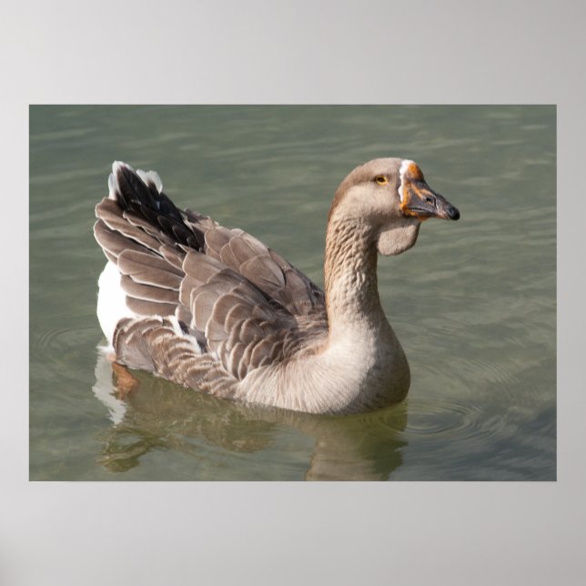 Poster Toulouse Goose (Devant)