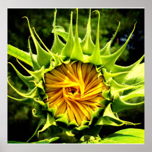 Poster Tourbillon de tournesol