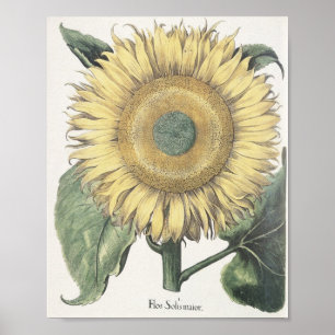Poster Tournesol