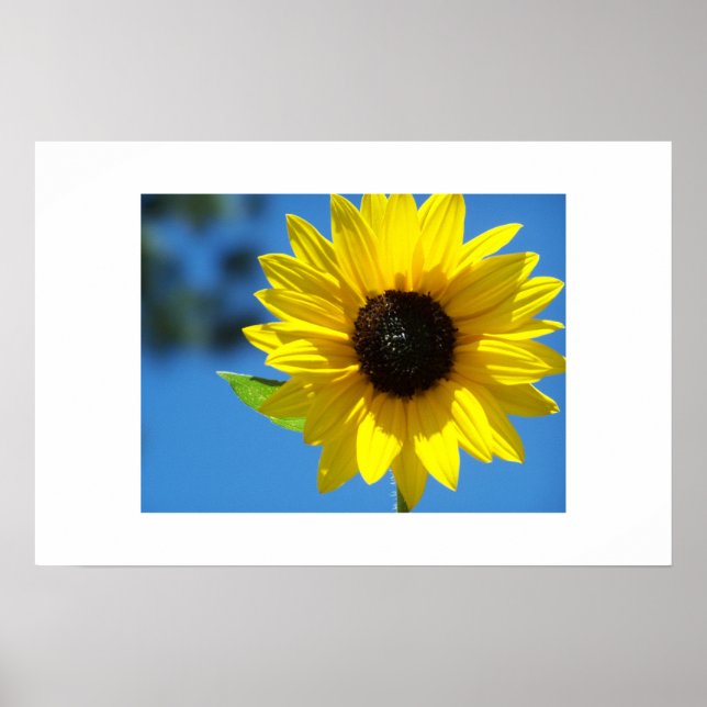 Poster Tournesol (Devant)
