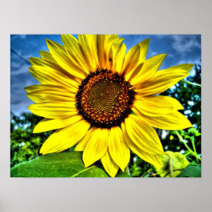 Poster tournesol