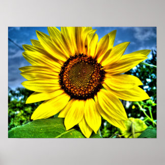 Poster tournesol