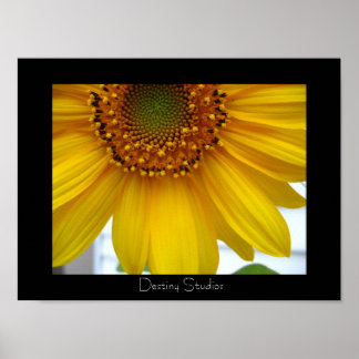 Poster Tournesol