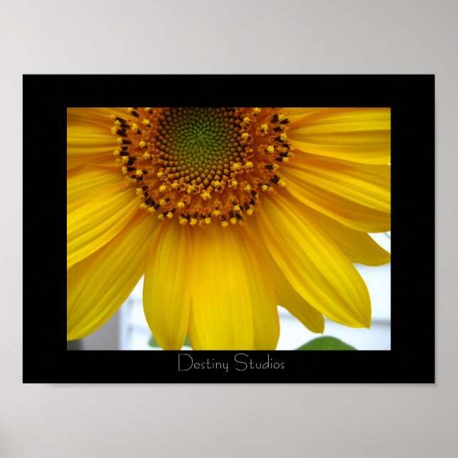 Poster Tournesol (Devant)