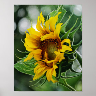 Poster Tournesol