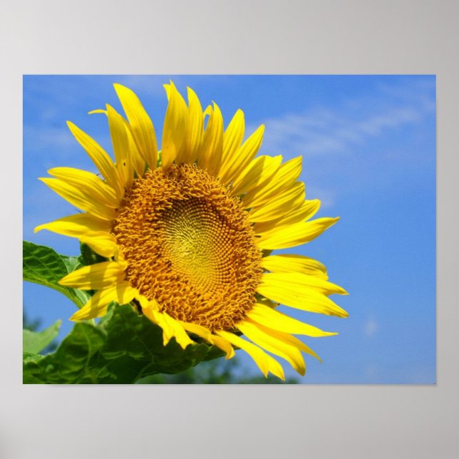 Poster Tournesol (Devant)