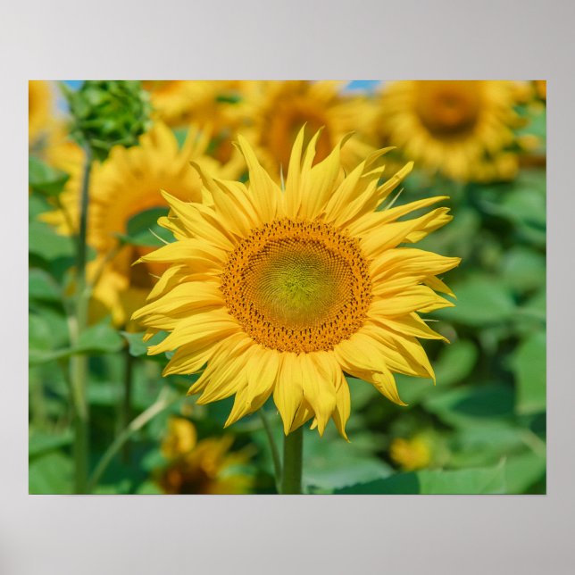 Poster Tournesol (Devant)