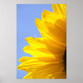Poster Tournesol